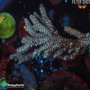 Alternative view of Acropora Tenuis Malaysia