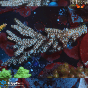 Acropora Tenuis Malaysia