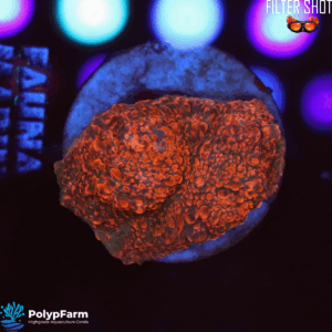 Echinophyllia Chalice "Forest Fire"