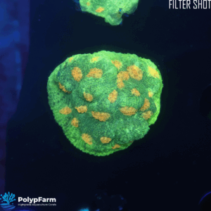 Alternative view of Chalice 'Space Invader'