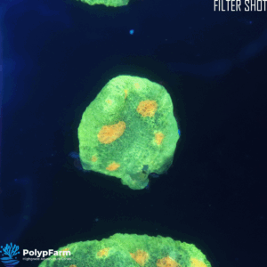 Alternative view of Chalice 'Space Invader'