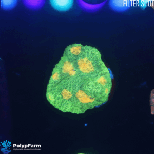 Alternative view of Chalice 'Space Invader'