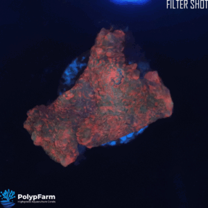 Alternative view of Echinophyllia spp. - Chalice DAMAGED