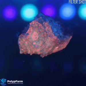 Alternative view of Echinophyllia spp. - Chalice DAMAGED