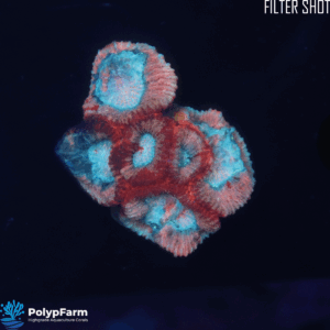 Alternative view of Goniastrea