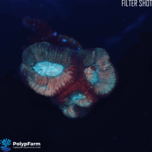 Alternative view of Goniastrea