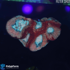 Alternative view of Goniastrea