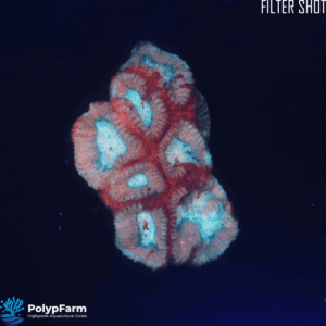 Alternative view of Goniastrea