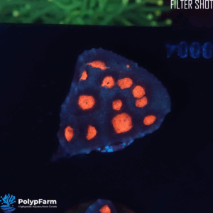 Alternative view of Echinophyllia spp. – Chalice