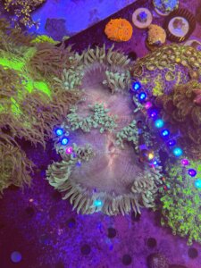 Catalaphyllia Jardinei Red Mouth