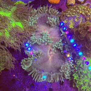 Catalaphyllia Jardinei Red Mouth