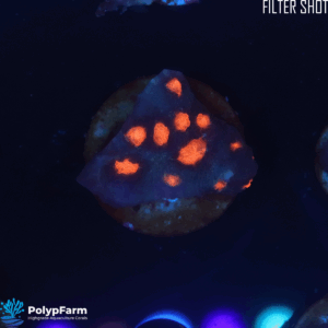 Alternative view of Echinophyllia spp. – Chalice