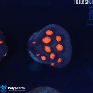 Alternative view of Echinophyllia spp. – Chalice