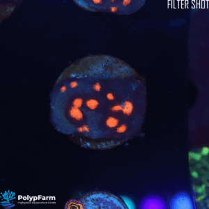 Alternative view of Echinophyllia spp. – Chalice