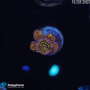 Alternative view of Zoanthus Stratosphere 6 Polyps