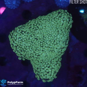 Alternative view of Goniopora sp.