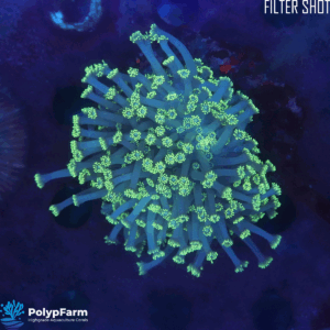 Alternative view of Goniopora sp.