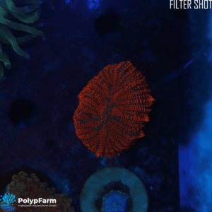 Alternative view of Rhodactis Orange Electric Mowi Mowi