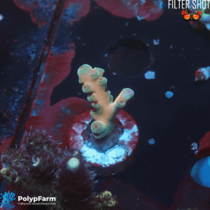 Acropora lokani "Malaysia Jawdropper"