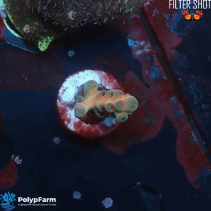 Alternative view of Acropora lokani "Malaysia Jawdropper"