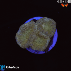 Acanthastrea/Micromussa lordhowensis "Malaysia Gold-Yellow"