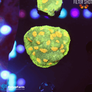 Chalice 'Space Invader'