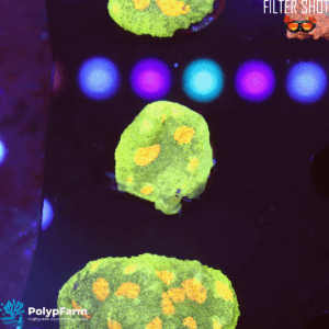 Chalice 'Space Invader'