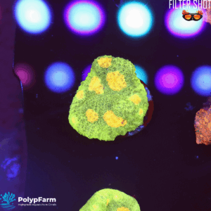 Chalice 'Space Invader'