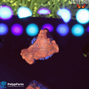 Echinophyllia spp. - Chalice DAMAGED