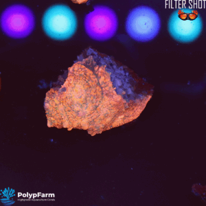 Echinophyllia spp. - Chalice DAMAGED