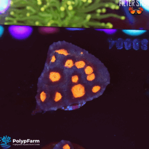 Echinophyllia spp. – Chalice