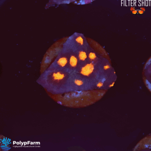 Echinophyllia spp. – Chalice