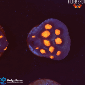 Echinophyllia spp. – Chalice