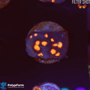 Echinophyllia spp. – Chalice