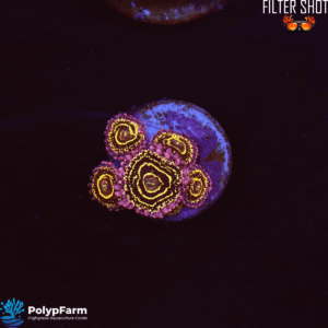 Zoanthus Stratosphere 6 Polyps