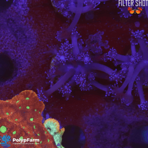 Alternative view of Goniopora sp.