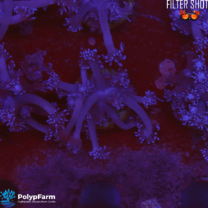 Alternative view of Goniopora sp.