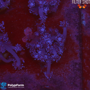 Alternative view of Goniopora sp.