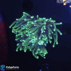 Alternative view of Euphyllia Glabrescens (2 DH)