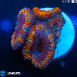 Acanthastrea lordhopwensis - Australien - Rainbow