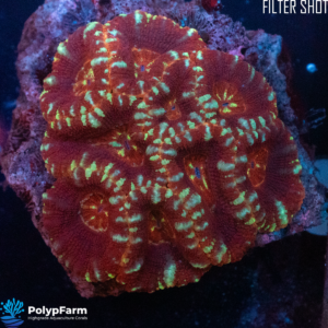 Alternative view of Acanthastrea lordhopwensis - Malaysia Tiger stripes Red