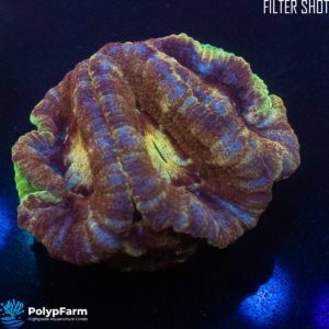 Acanthastrea lordhopwensis - Malaysia Tiger stripes