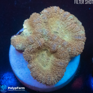 Acanthastrea lordhopwensis - Malaysia Gold-Yellow