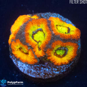 Acanthastrea (Micromussa) Holy Grail