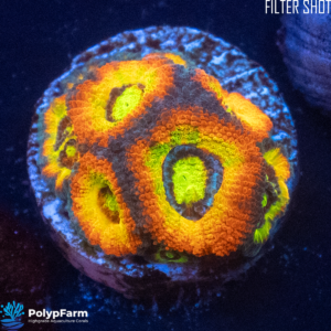 Acanthastrea (Micromussa) Holy Grail