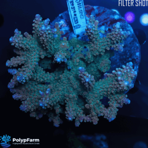 Alternative view of Acropora divaricata