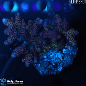 Alternative view of Acropora Hyacinthus/Millepora