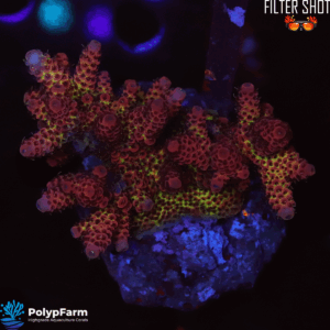 Acropora Hyacinthus/Millepora