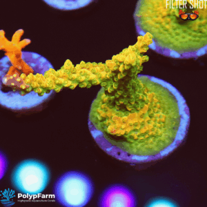 Alternative view of Acropora divaricata "Mango Garden"