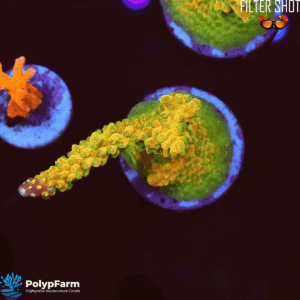 Acropora divaricata "Mango Garden"